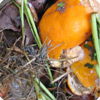 Composting  Turn Your Food Waste into a Resource